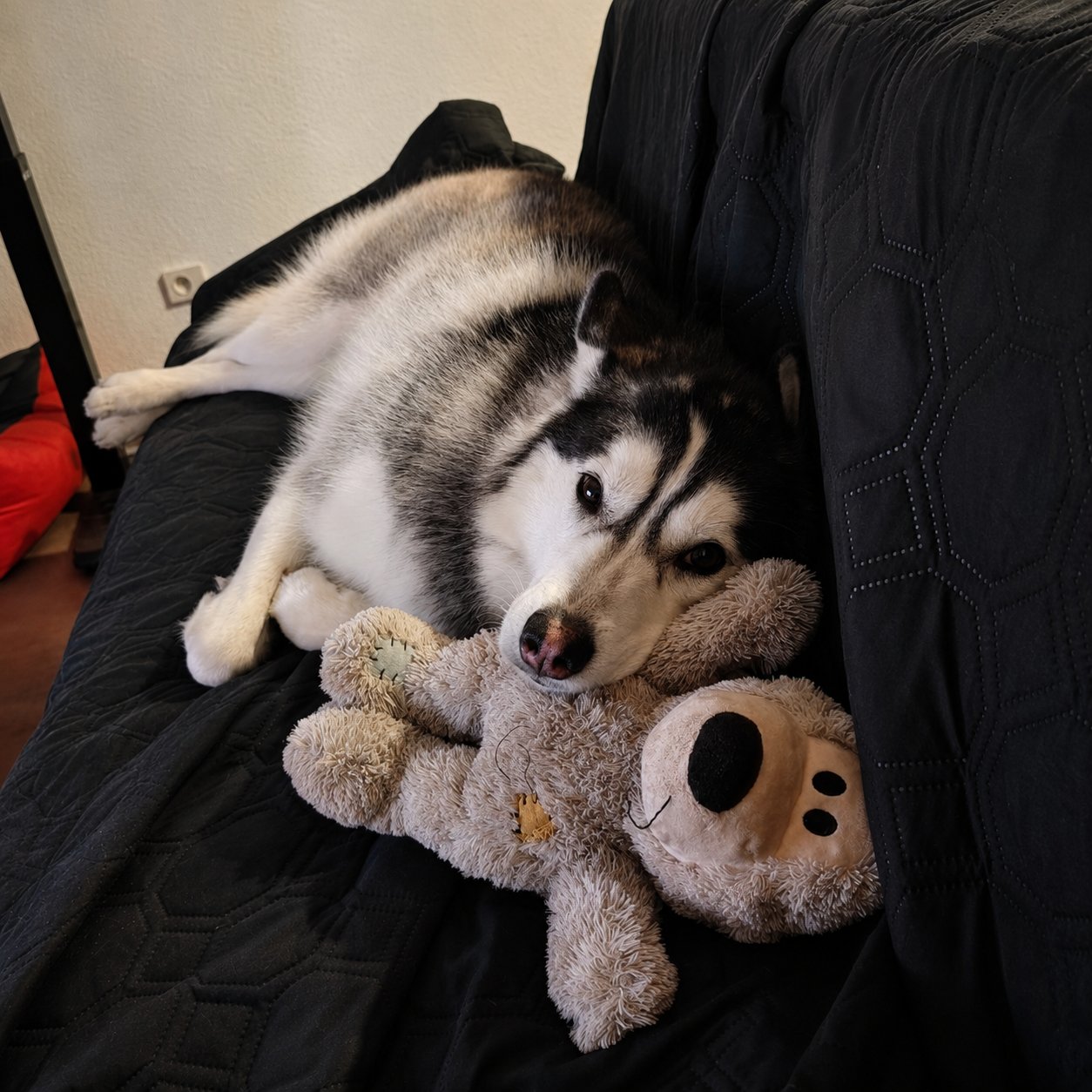 Velvet, la chienne de Florian, avec son doudou